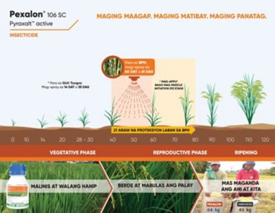 Pexalon Timing of Application